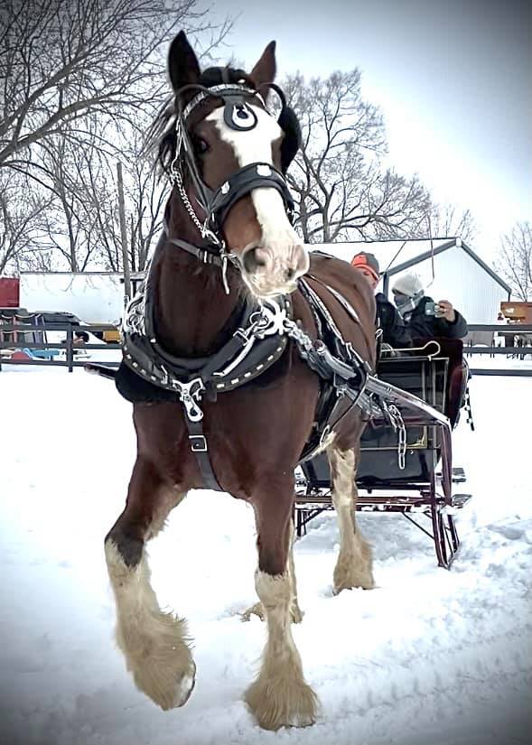 Sleigh Rides at Claystone Stock Farms